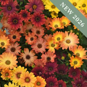 Osteospermum flowers of the Akila Sunset Shades variety in oranges, reds, and yellows.