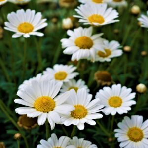 A small patch of yellow and white daisies in grass