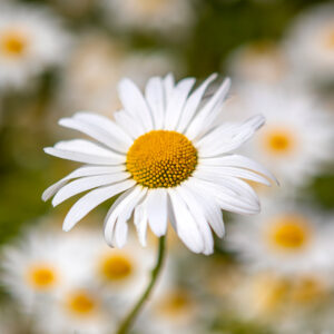 Ox Eye Daisy (Leucanthemum vulgare)