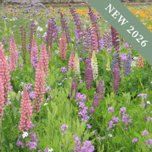 Perennial Flower Meadow Mix