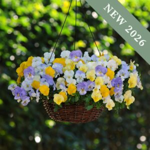 A hanging basket filled with Cool Wave Pastel Shades Pansies in yellow, white, and lilac purple with leafy green background.