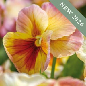 A close up image of an Inspire Peach Shades Pansy in pinks, peaches, and oranges.