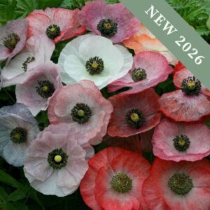 Papaver rhoeas Mother of Pearl poppy flowers blooming with brightly coloured petals in different shades of pink, red, white, orange, and purple.