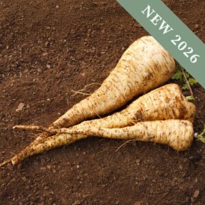 Javelin Parsnips freshly harvested lying on the soil.