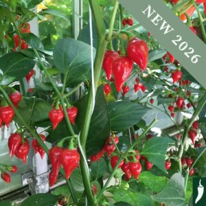 Red Biquinho Hot Chilli Peppers growing on the plant with green leaves.