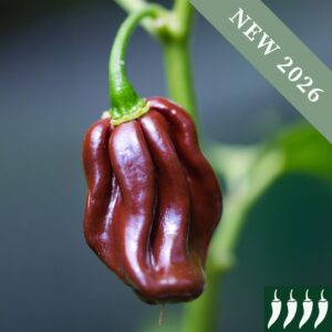 A close up macro image of a Chocolate Habanero Chilli Pepper with brown skin on the plant.