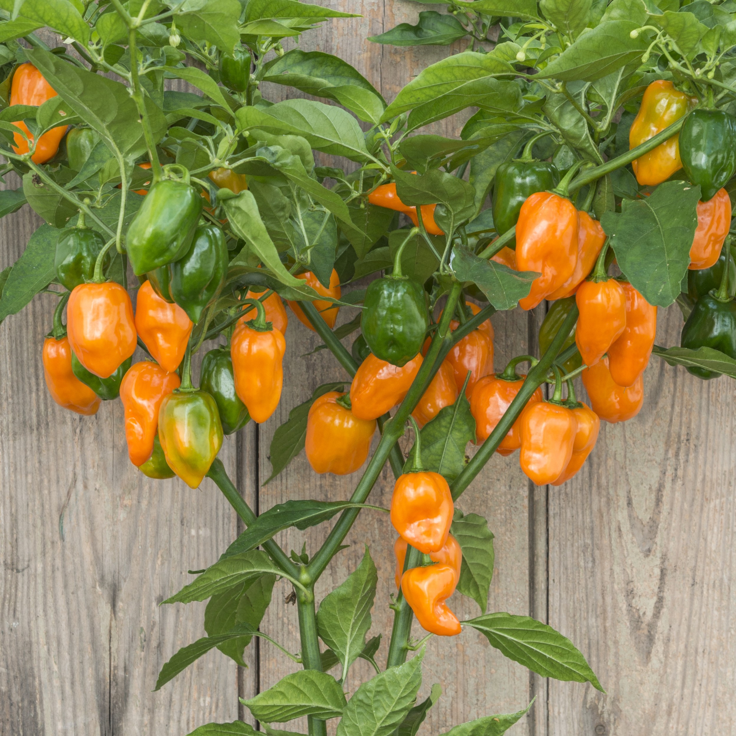 An orange Habanero Chilli Pepper plant growing up a wooden fence.