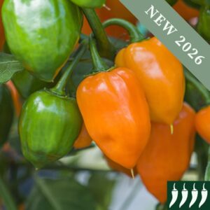 Orange Habanero Chilli Peppers hanging from the plant with unripe green fruits.