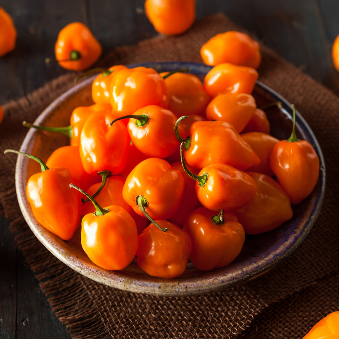 A bowl of harvested Orange Habenero Hot Spicy Chilli Peppers on a wooden plate.