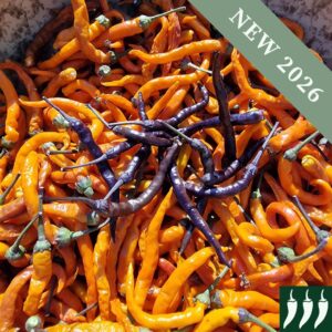 Small thin orange and black Halloween Hot Chilli Peppers freshly harvested in a stone bowl.