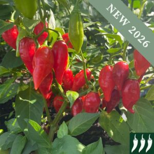 Red Raging Bull Hot Chilli Peppers growing on the plant with green leaves.