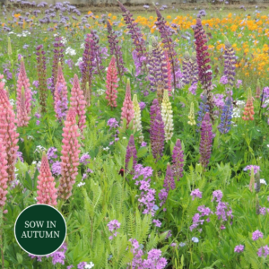 Perennial Flower Meadow Mix