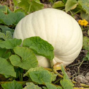 A white Polar Bear Pumpkin lying on the ground growing on the vine with green leaves