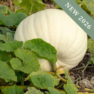 A White Polar Bear Pumpkin growing on the ground with green leaves and vines.