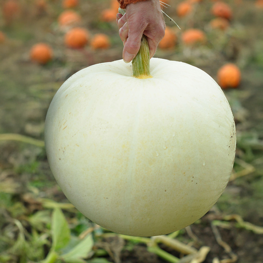 A White Polar Bear Pumpkin being held by the stalk over a pumpkin patch.