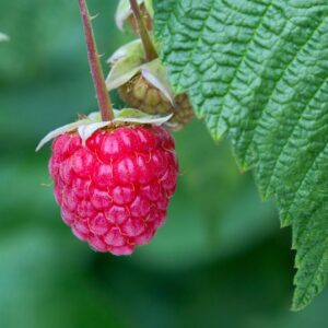 Raspberry Glen Ample (Early-Mid)