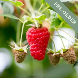 Raspberry Malling Jewel (Mid)