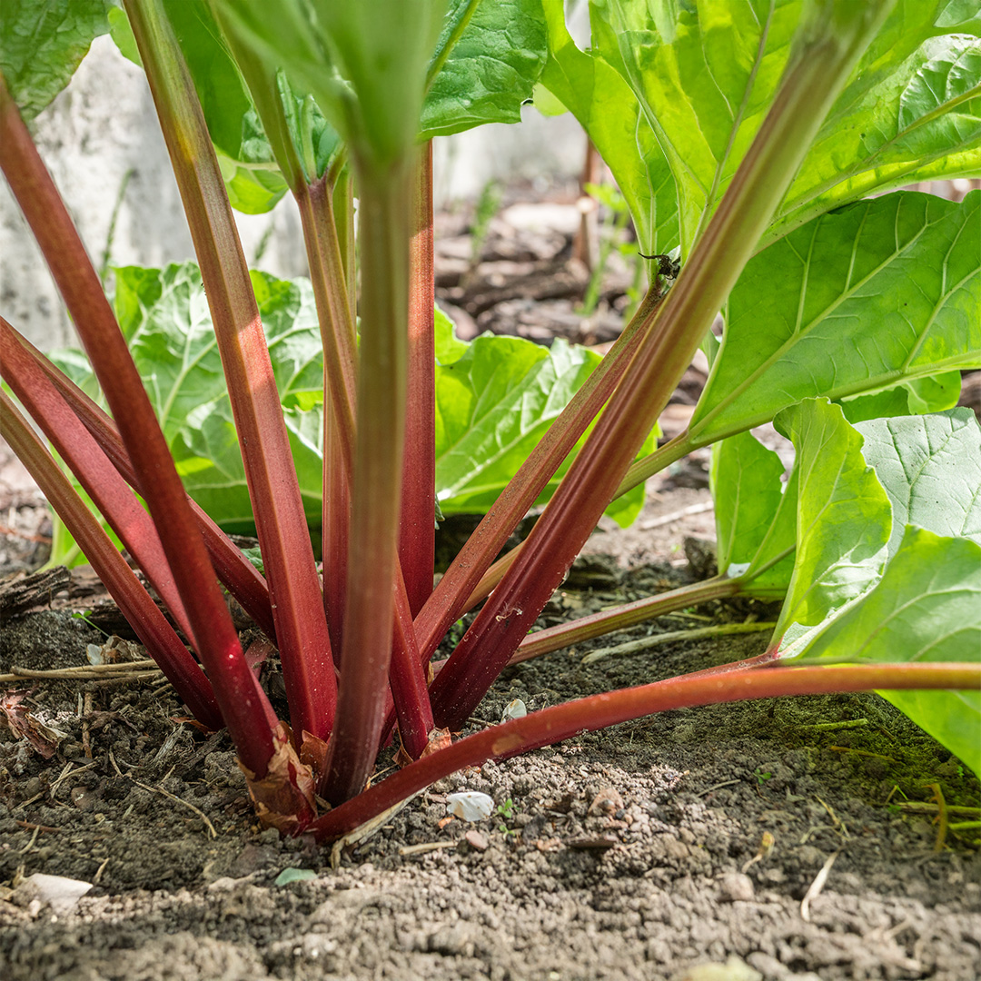 Rhubarb Timperley (Early)