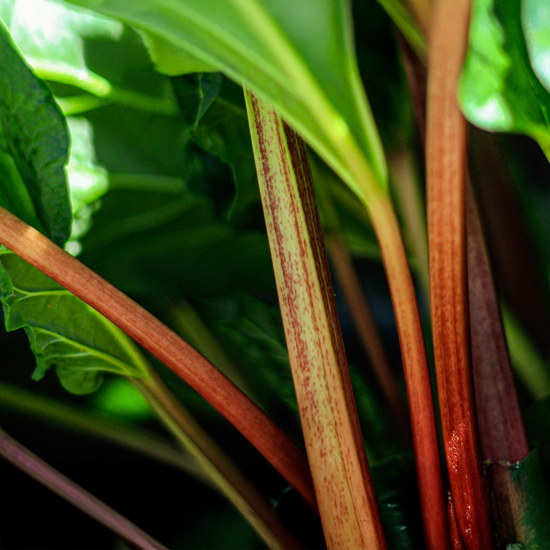Rhubarb Timperley (Early) - Image 2
