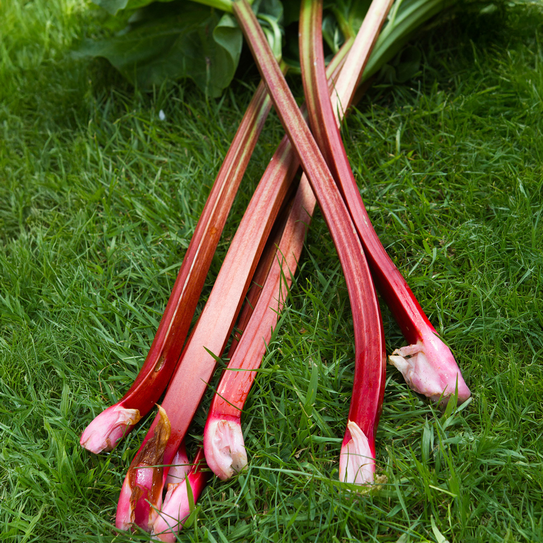 Rhubarb ‘Victoria’ Crown - Image 2