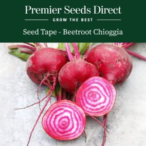 Freshly harvested Beetroot Chioggia sliced open to reveal pink and white stripes
