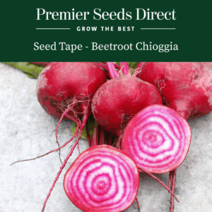 Seed Tape 'Beetroot Chioggia'