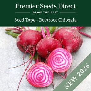 Freshly harvested Chioggia Beetroot with pink and white striped beets on a wooden surface