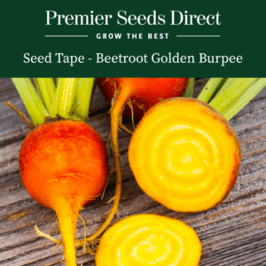 Seed Tape 'Beetroot Burpees Golden'