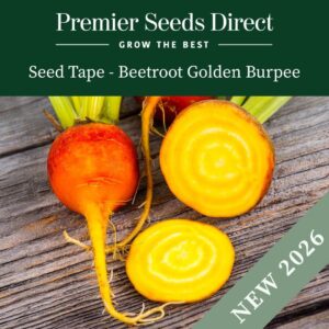 Freshly harvested Burpees Golden Beetroots on a wooden surface