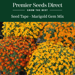Seed Tape 'Marigold Gem Mix'