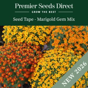 Gem Mix of Marigold flowers in yellow, orange, and red