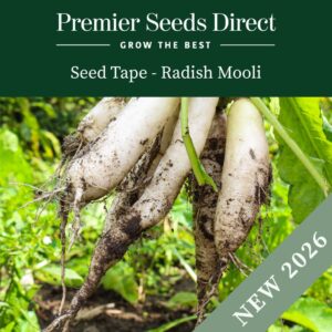 Freshly harvested white radish mooli with dirt on