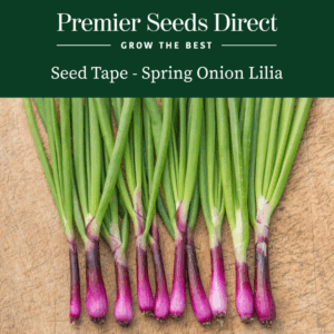 Seed Tape 'Spring Onion Lilia'