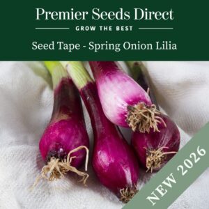 Red Lilia Spring onions freshly harvested in a bunch
