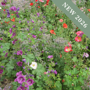 Shady Ground Meadow Mix