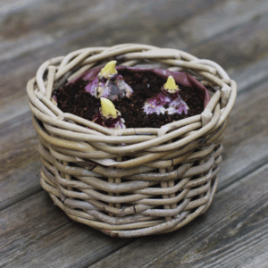Small Hyacinth Planter