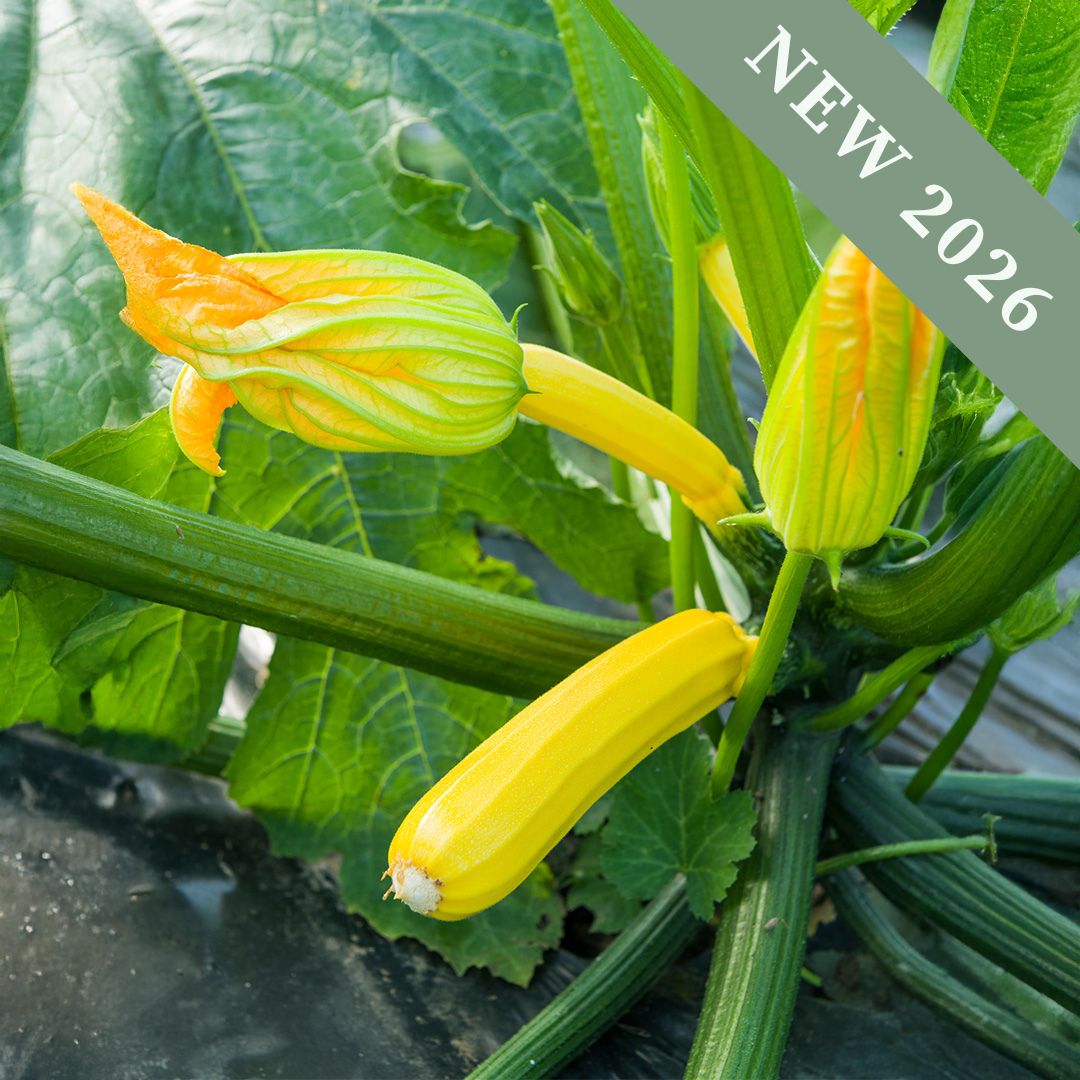 A Sebring Courgette plant growing yellow zucchini with blossoms.