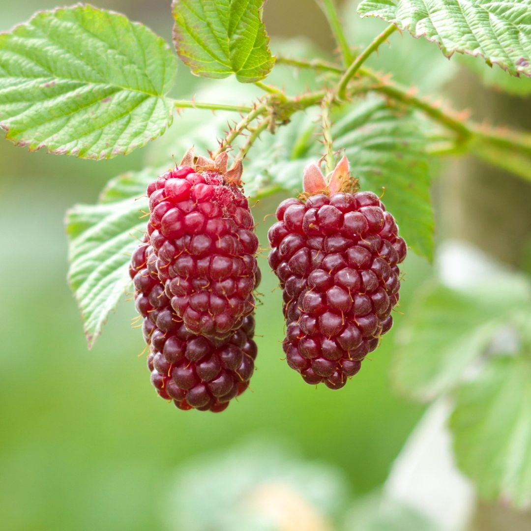 three juicy red tayberries hanging from a stem with green leaves behind and above