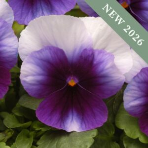 A closeup image of a Beaconsfield Pansy with yellow centre and deep purple petals fading outwards and white petals behind.