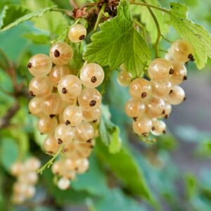 a bunch of golden berries hanging from a branch with a leafy backdrop
