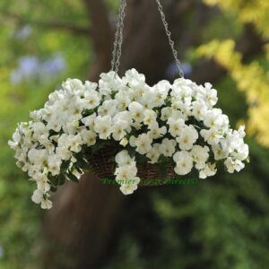 Pansy Cool Wave White new