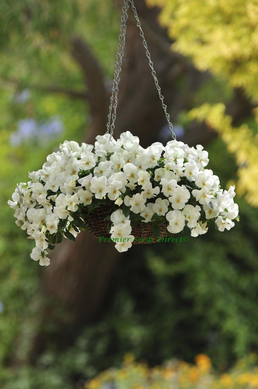 Pansy Cool Wave White new