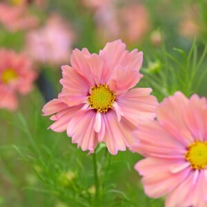 Cosmos Bipinnatus - Apricotta