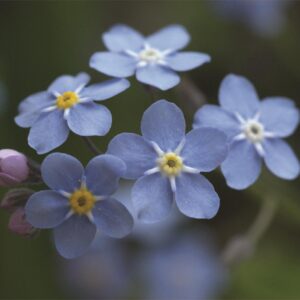 Forget Me Not Myosotis Alpestris