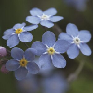 Forget Me Not Myosotis Alpestris