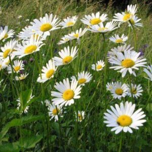 Ox Eye Daisy Leucanthemum Vulgare