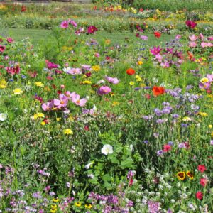 Organic Edible Flower Meadow Mix