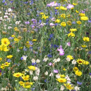 Country Meadow Mix