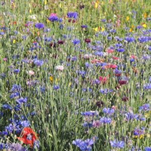 Blue Carpet Meadow Mix