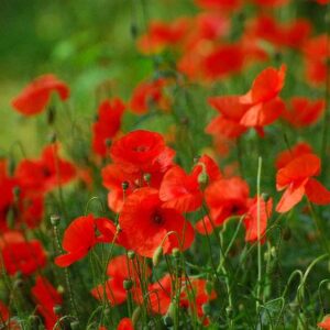 Corn Red Field Poppy Flanders Papaver Rhoeas